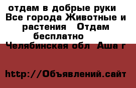 отдам в добрые руки - Все города Животные и растения » Отдам бесплатно   . Челябинская обл.,Аша г.